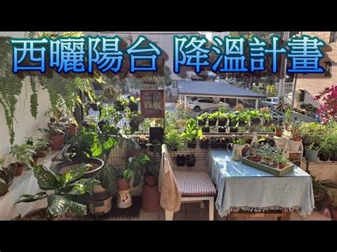 西曬陽台觀葉植物|西曬陽台植物選擇篇詳版1—斑葉龍爪蔓綠。